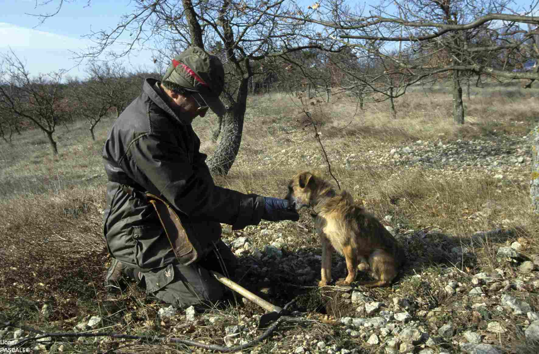 Crédit photo Lionel PASCALE - Cavage Truffe noire en Drôme -