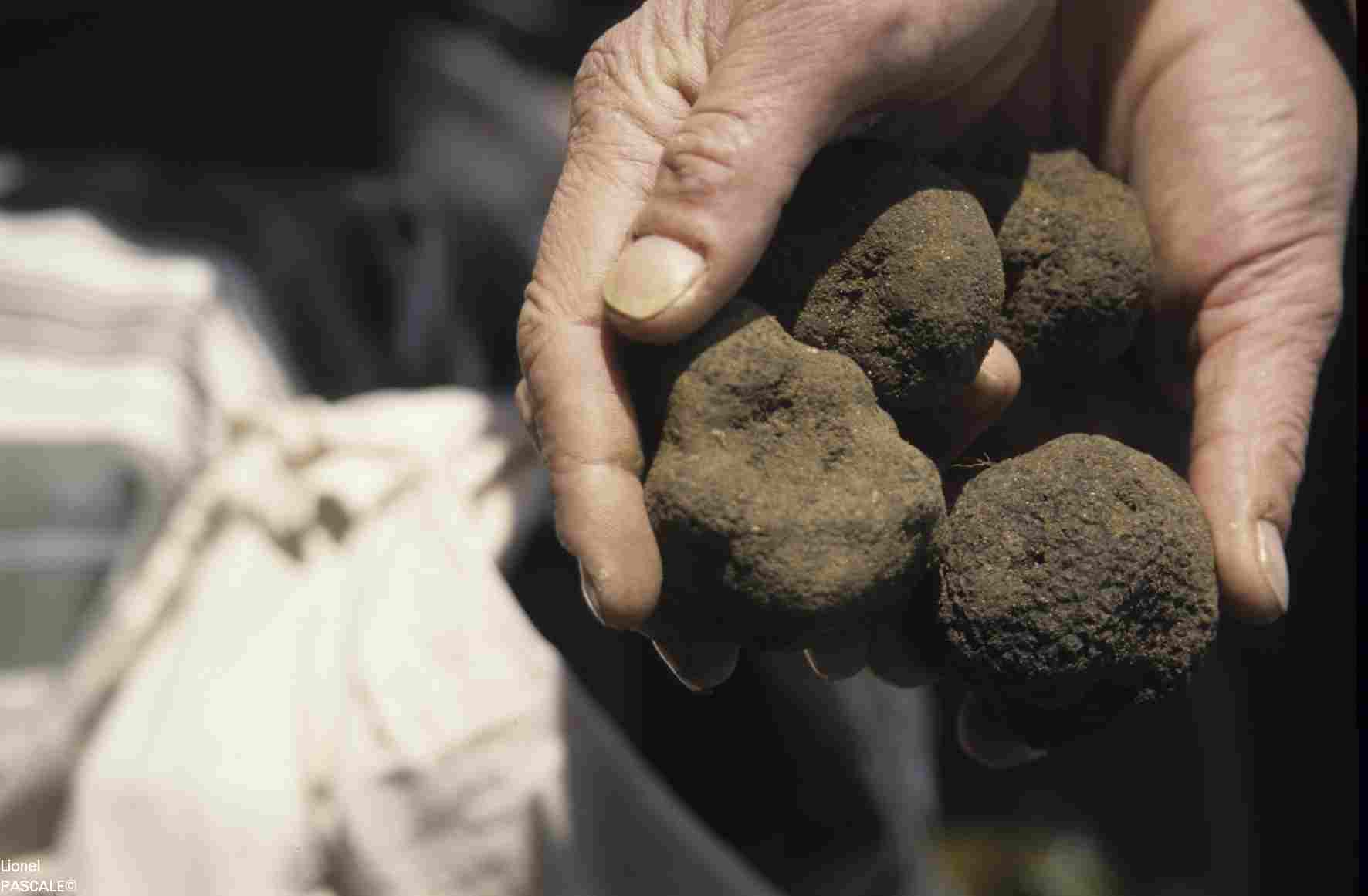 Crédit photo Lionel PASCALE- Truffe noire en Drôme - Récolte - 